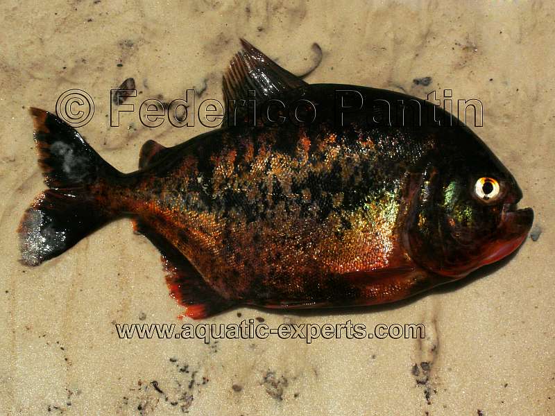 Serrasalmus gouldingi blue tiger piranha